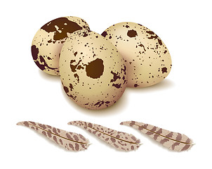 Image showing Quail eggs on a white background