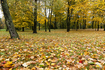 Image showing Maple Park in autumn