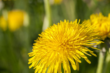 Image showing yellow dandelions in spring