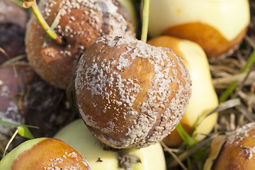 Image showing rotten apples, close-up