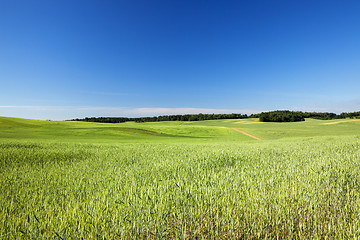 Image showing Field with cereal