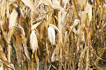 Image showing field of ripe corn