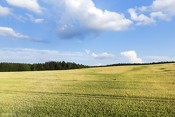 Image showing agriculture, unripe wheat