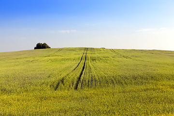 Image showing green unripe cereal