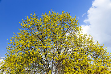 Image showing flowering maple tree