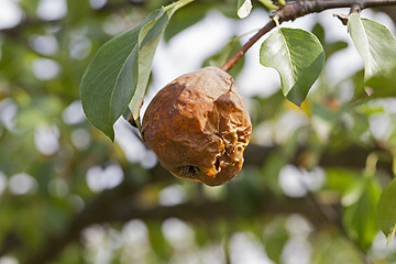 Image showing rotten pear on the tree