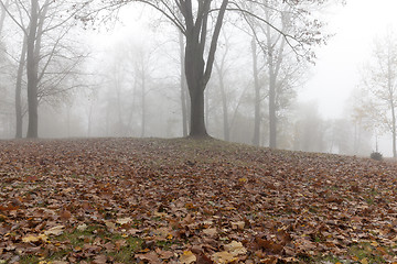 Image showing Fog in autumn season