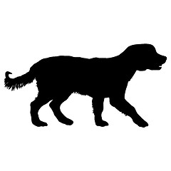 Image showing Spaniel dog silhouette on a white background
