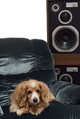 Image showing Dog Music