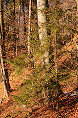 Image showing Christmas tree in the forest