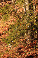 Image showing Christmas tree in the forest