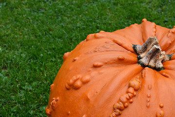 Image showing Close-up of bright orange warty pumpkin