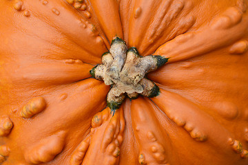 Image showing Close-up of large, orange pumpkin with warty, lumpy texture 