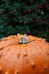 Image showing Large orange pumpkin against background of red berries