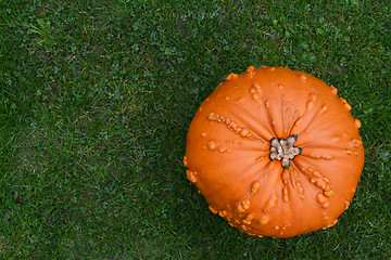Image showing Warty-skinned orange pumpkin on green grass