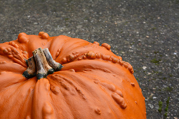 Image showing Warty, large orange Thanksgiving pumpkin 