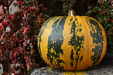 Image showing Large pumpkin with stripes, surrounded by fall berries