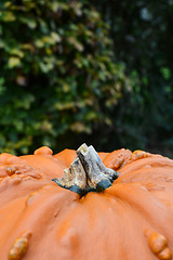 Image showing Big, warty pumpkin against background of beech leaves