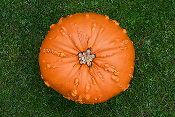 Image showing Large, warty orange pumpkin on green grass