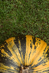 Image showing Striped green and yellow pumpkin on grass