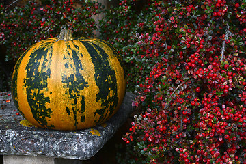 Image showing Green and orange striped pumpkin with bright red berries