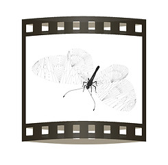 Image showing Line butterfly concept. 3d illustration. The film strip.