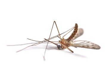 Image showing Mosquito dead on white surface