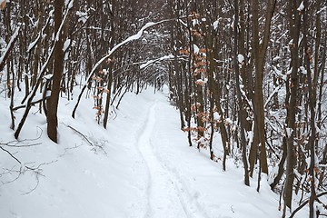 Image showing Winter snowy forest path