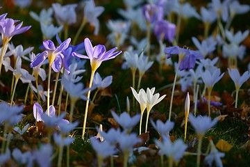 Image showing Flowers in breeze