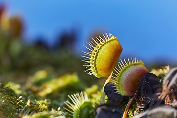 Image showing Venus flytrap carnivorous plant