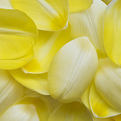 Image showing Pale yellow petals of tulip. Flower background