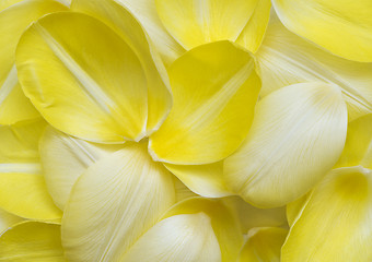 Image showing Pale yellow petals of tulip. Flower background