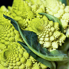 Image showing Detail of Romanesco broccoli, also known as Roman cauliflower