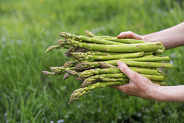 Image showing Asparagus