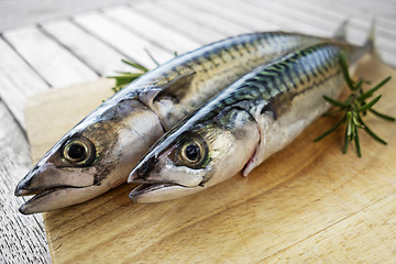 Image showing Fish mackerel