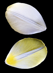 Image showing Two yellow petals of tulip. 