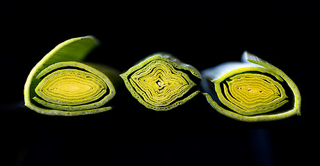 Image showing Cross-section of leek stem and leaves.