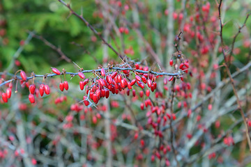 Image showing The red berries of the barberry