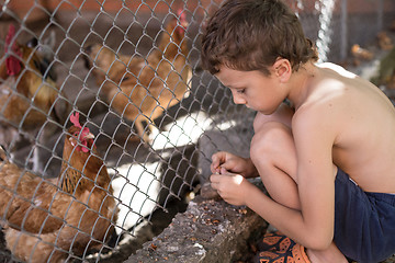 Image showing Little boy with farm chickens