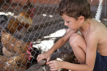 Image showing Little boy with farm chickens