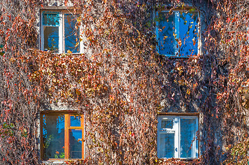 Image showing Facade of the house is braided with wild grapes