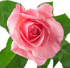 Image showing Pink rose flower covered dew