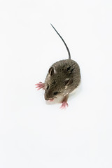 Image showing House Mouse - Mus Musculus