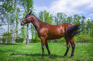 Image showing Brown Horse On A Meadow At Summer Day