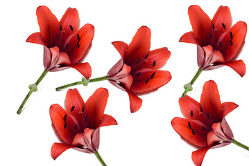 Image showing Tiger Lily Background