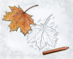 Image showing maple leaf