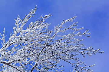 Image showing Trees with branches full of snow whit blue sky in background