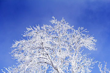 Image showing Trees with branches full of snow whit blue sky in background