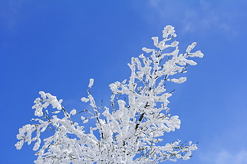 Image showing Trees with branches full of snow whit blue sky in background