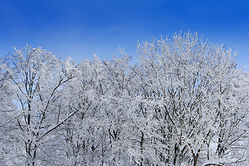 Image showing Trees with branches full of snow whit blue sky in background